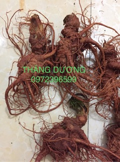 Tam thất bắc củ tươi 10 củ/1kg