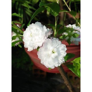 cây giống hoa mai trắng(nhất tri mai)