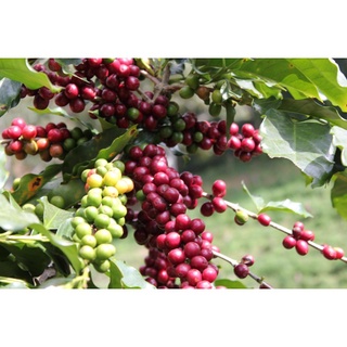 Cây Cà Phê ARABICA (Chuẩn Giống)