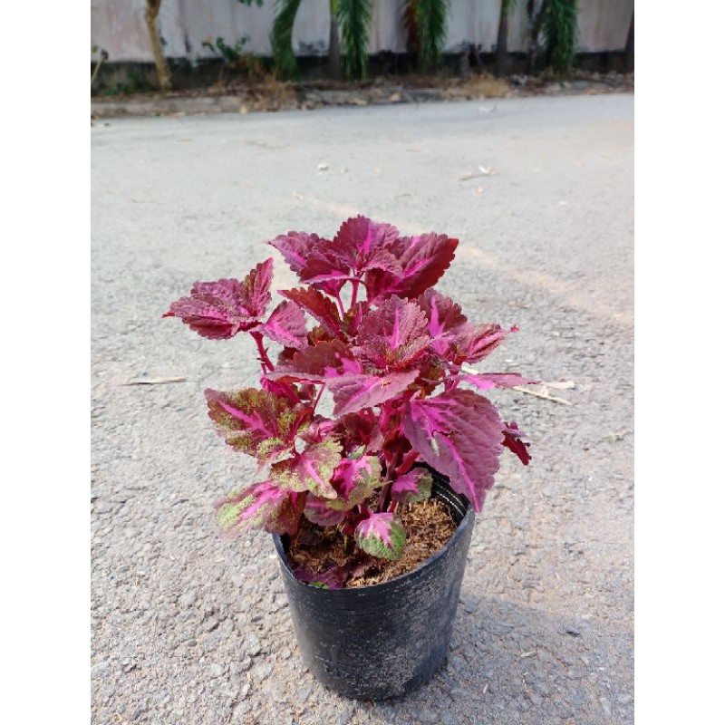Cây lá gấm, lá gấm, cây gấm màu, cây tía tô cảnh, Coleus blumei Benth