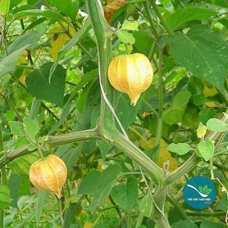 Cây Tầm Bóp khô 1KG - TM080