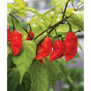 Hạt giống ớt mặt qủy - Gói 5 hạt