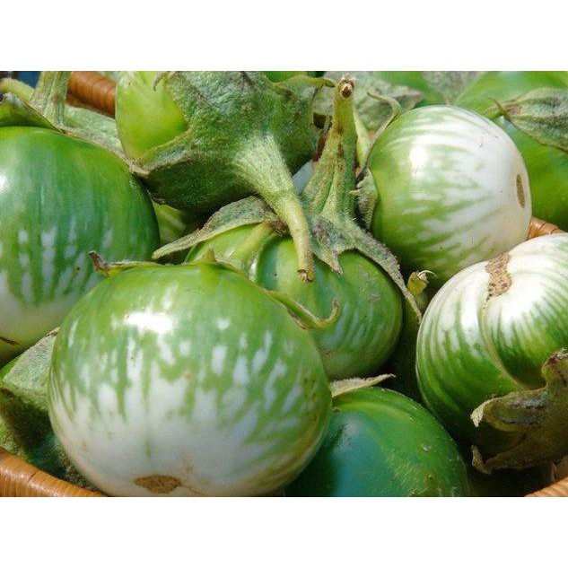 Hạt Giống Cà Dĩa Sọc Xanh  -  - Giòn, Ngọt, Năng Suất Cao