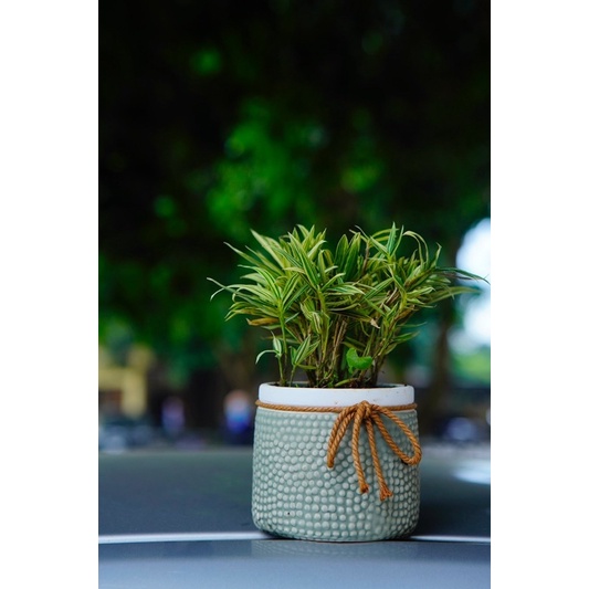 Trúc phát tài, trúc tăm, trúc để bàn trà, trúc để văn phòng