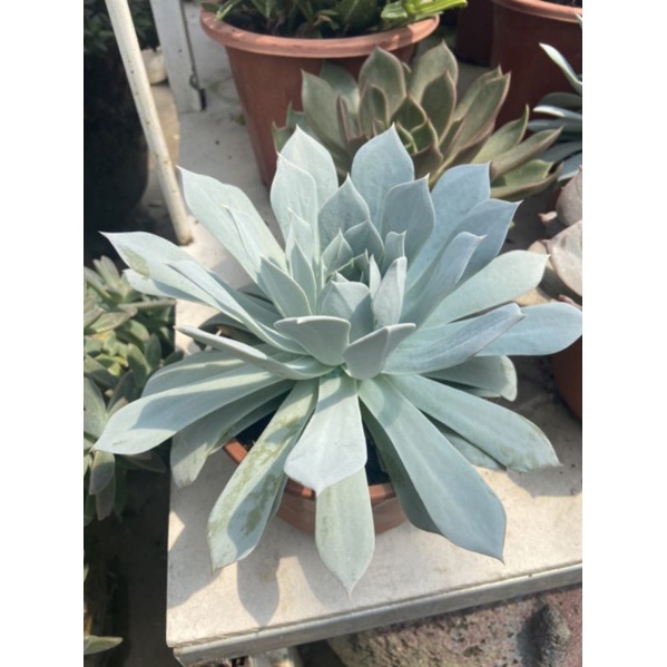 Sen đá ngọc trinh size 20-22cm