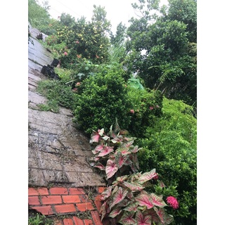Củ môn đốm đỏ