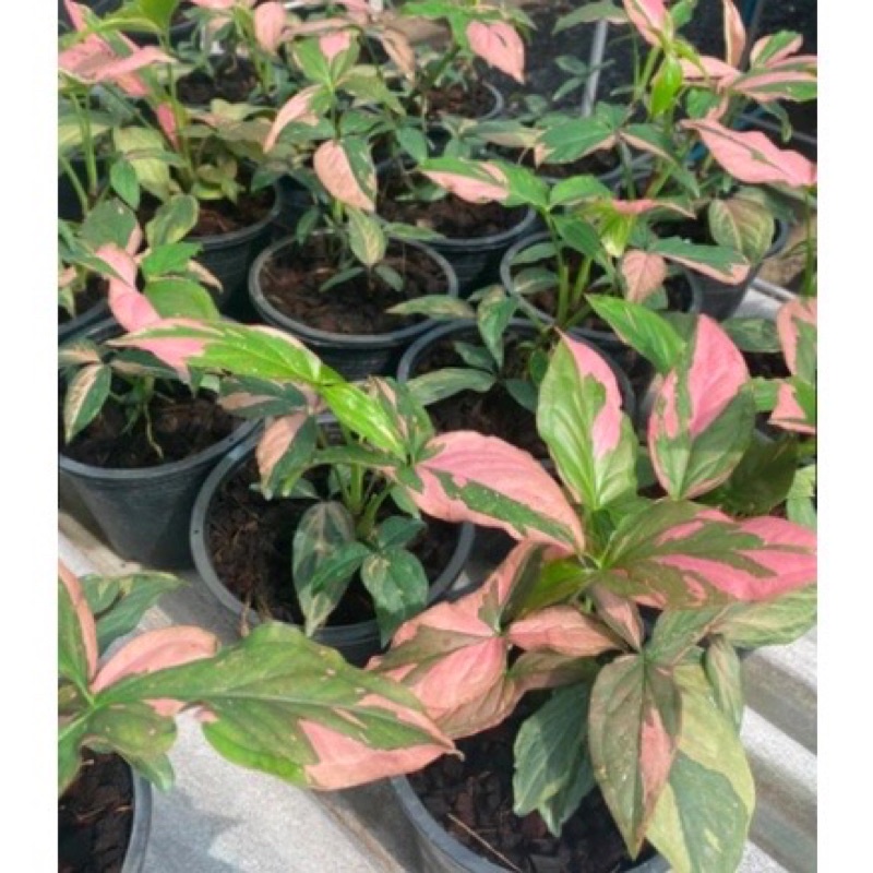 Trầu bà hồng Syngonium Pink Splash, 🍀🌱màu sắc và form lá đẹp mắt🍀🌱