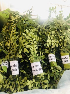 Lá Sọ chó còn gọi là Sẻn gai 20g