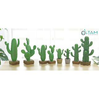 Chậu xương rồng để bàn số 76