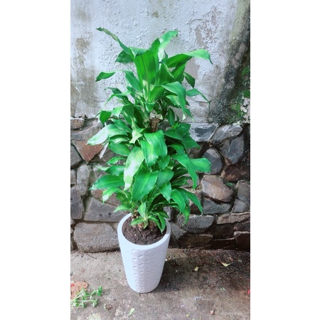 Chậu Phát Tài 5 Thân