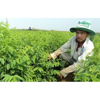 Hạt giống Rau ngót (bồ ngót)