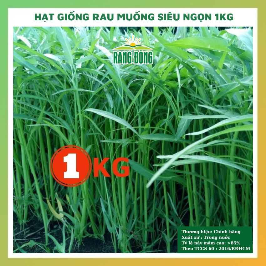 Hạt giống rau muống 1KG lá tre siêu ngọn ngon giòn ngọt - rau củ quả trồng chậu, sân vườn chịu nhiệt 4 mùa RADO 014