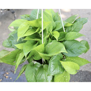 Chậu Treo Trầu Bà xanh