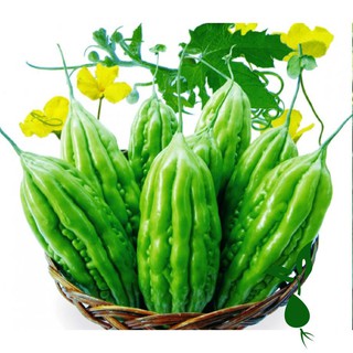 2Gram Hạt Giống Khổ Qua Trái Dài