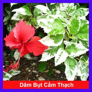 Cây Hoa Dâm Bụt Cẩm Thạch ( Hoa Lồng Đèn ) - cây cảnh đẹp + tặng phân bón cho cây mau lớn