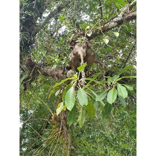 Bí kỳ nam _ củ ổ kiến
