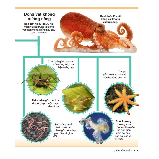 Bách khoa thiếu nhi động vật | BigBuy360 - bigbuy360.vn