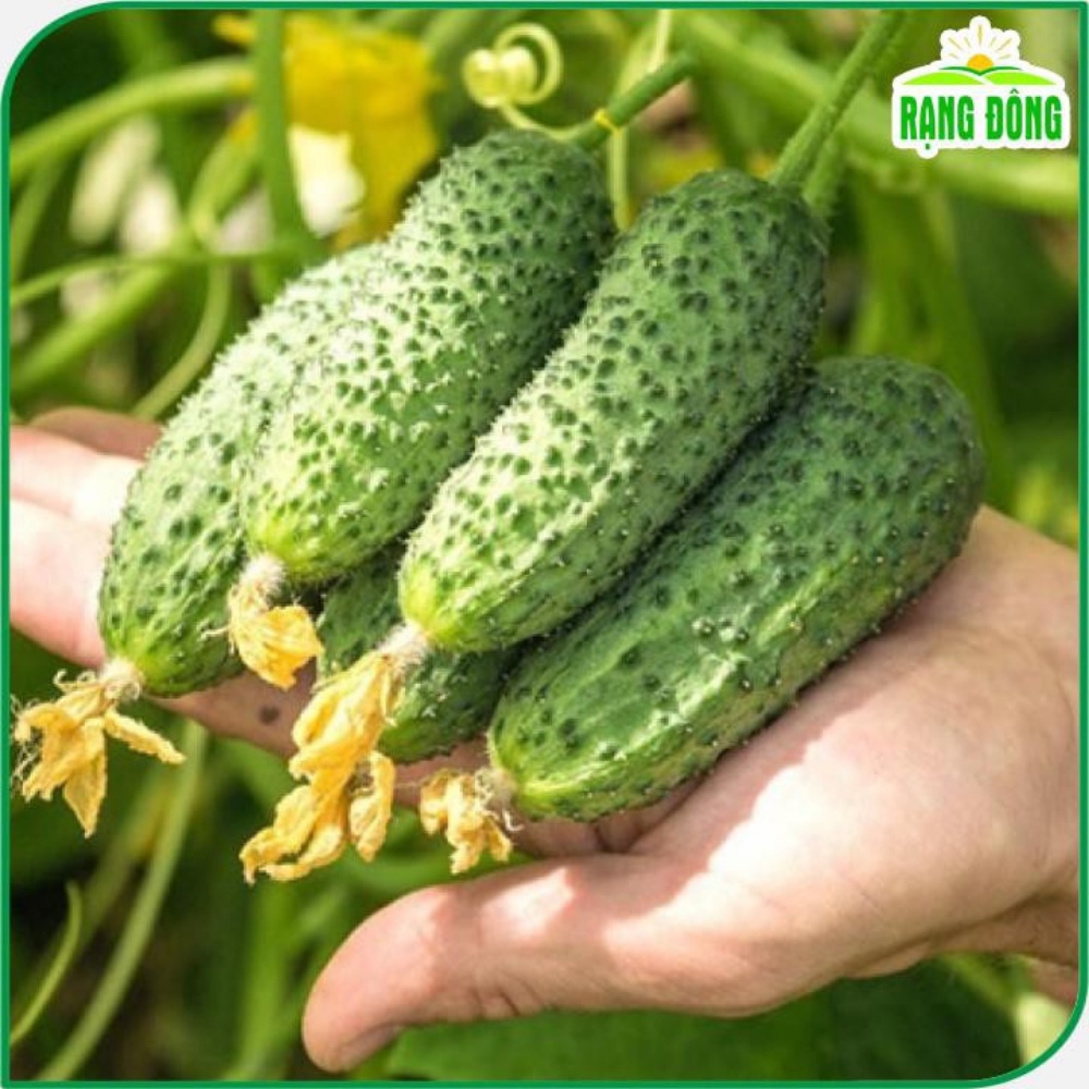 Hạt Giống Dưa Chuột Gai Mini Rạng Đông Cho Siêu Trái - Gói 1g (HRD-050).