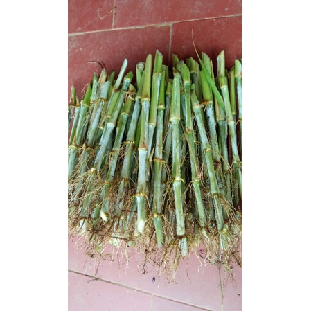 100 hom cỏ VA06, cỏ voi xanh đài loan
