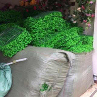 Cỏ tai chuột