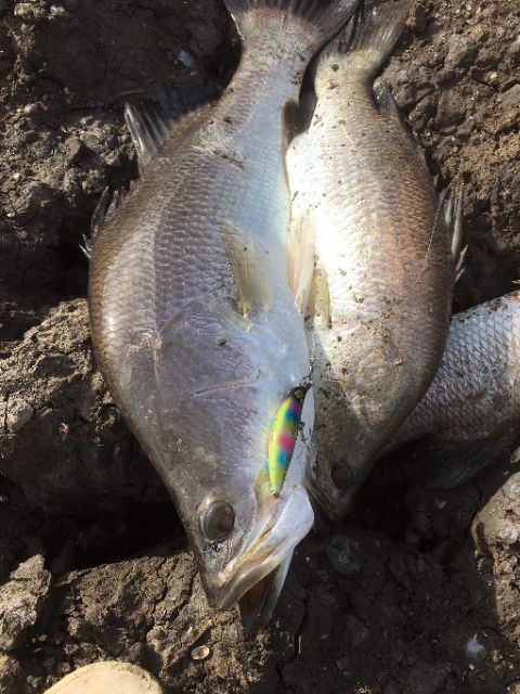 Mồi câu Megabarra Doom 75 Shad 8.8g 75mm Sinking