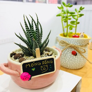 Full set: móng rồng, chậu sứ Bát Tràng