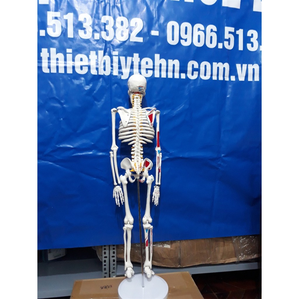 Mô hình xương người cao 85cm có rễ thần kinh từ cột sống