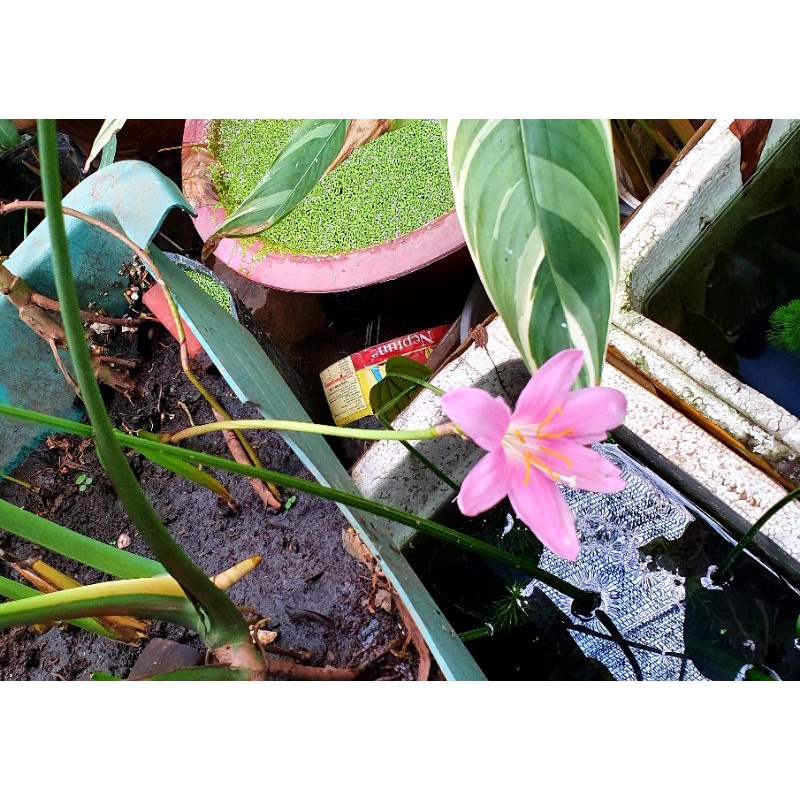 1 Củ cÂY HOA HUỆ MƯA, HUỆ NGOẠI ĐỦ MÀU KHÁCH CHỌN