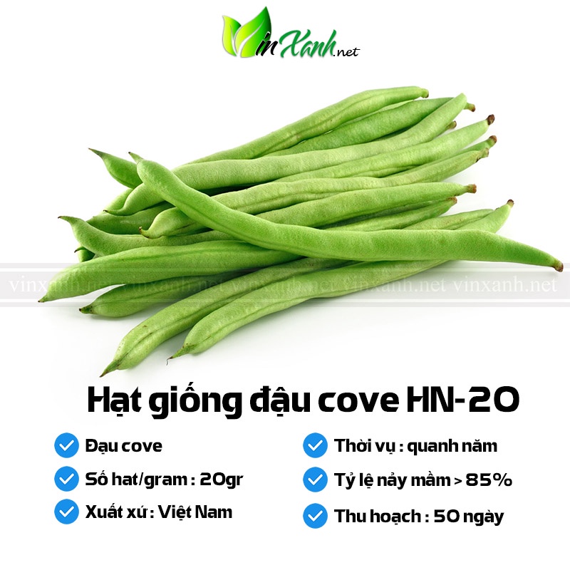 Hạt giống đậu cove - NGUYÊN GÓI hàng công ty tuyển chọn kháng bệnh sống khỏe