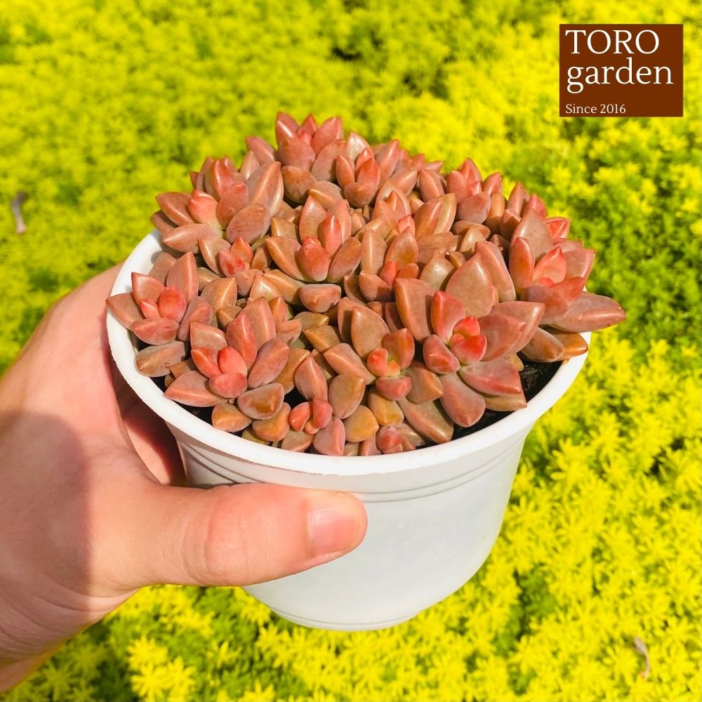 Sen đá đá nâu Đà Lạt size trung bình cây cảnh trang trí nhà cửa Toro garden