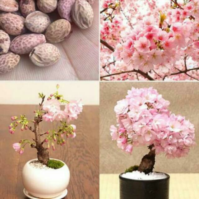 Hạt giống hoa anh đào bonsai Nhật Bản