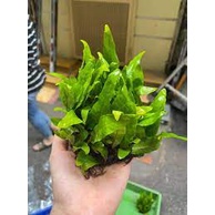 Cây Dương Xỉ Thor gắn giá thể thủy sinh