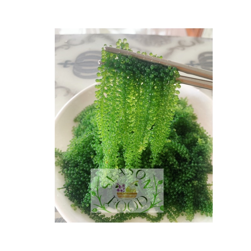 100g rong nho cao cấp hàng xuất khẩu💞freeship💞 công nghệ nhật bản( rong cách nhiệt )/ tặng sốt mè rang | BigBuy360 - bigbuy360.vn