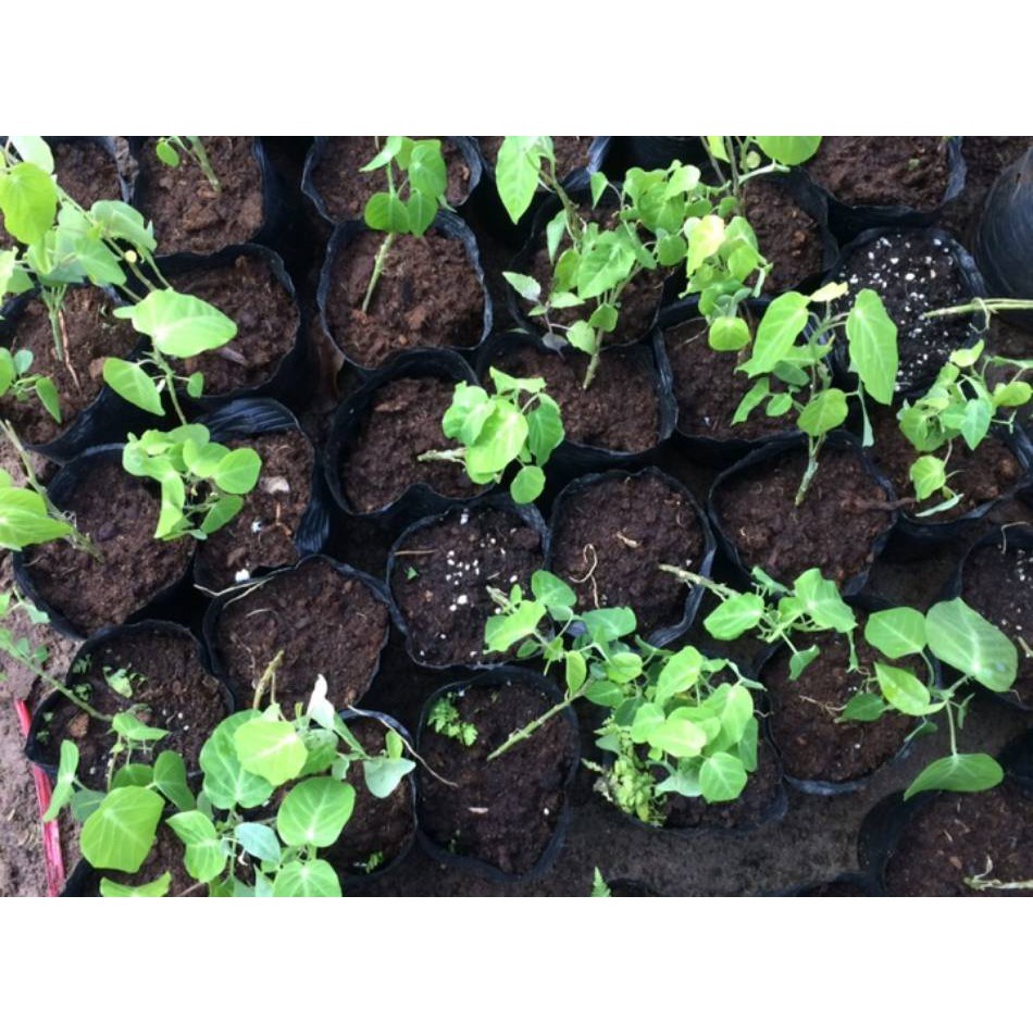 ( HOT ) Hạt giống cây chanh leo, chanh dây 20 hạt/ gói