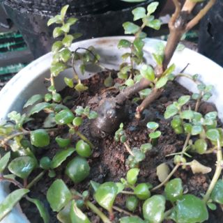 cây nhân sâm đất (hàng giao như hình - cây đã có củ)