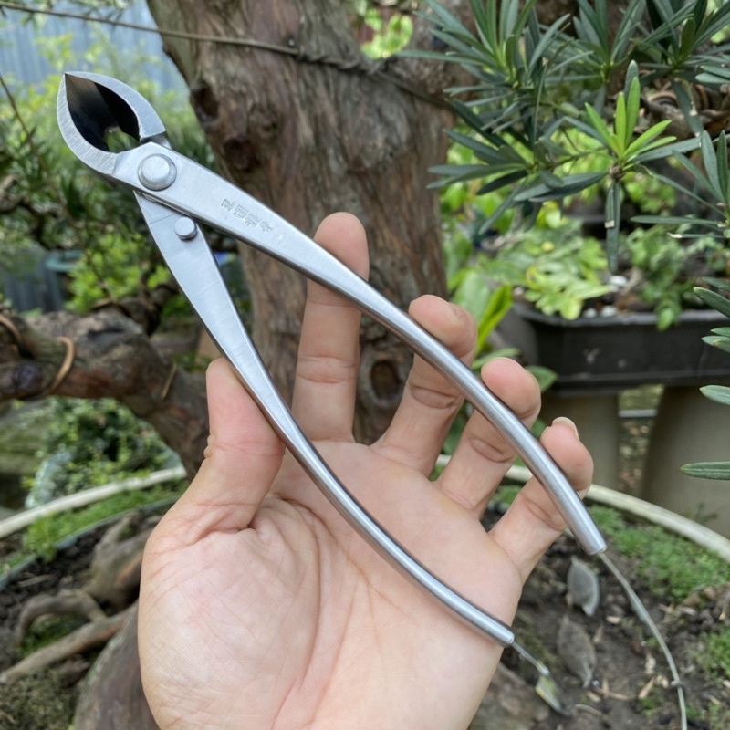 Cạp Tròn, Cạp Xéo Ryuga Thép Trắng Bonsai Cây Cảnh Chính Hãng