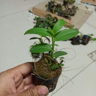 Lan phi điệp tím