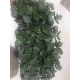 cây sống đời (5 cây)