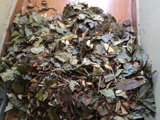 Lá tắm dao đỏ mẹ sau sinh