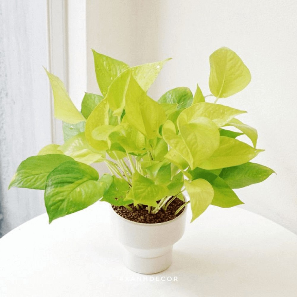 Chậu treo Epipremnum aureum Neon (Trầu Bà Vàng) chậu treo bí ngô