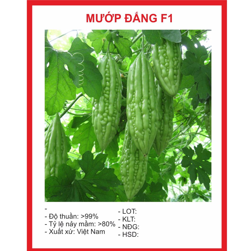 Hạt Giông Mướp Đắng 10 Hạt