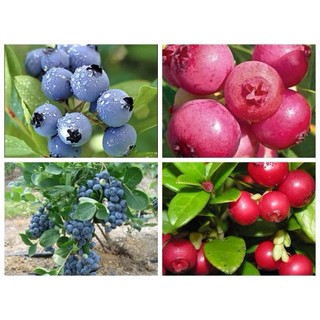 HẠT GIỐNG VIỆT QUẤT ĐỎ VÀ TÍM