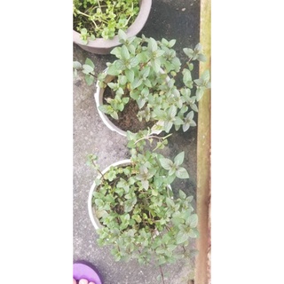 cây Bạc Hà Peppermint (1 chậu)