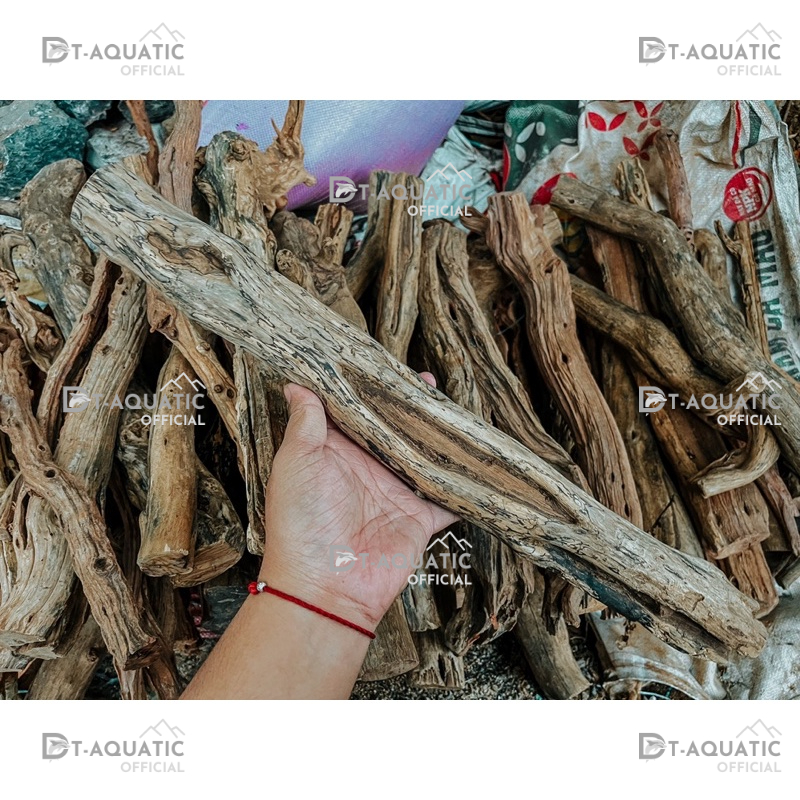 Lũa Linh Sam Thẳng - (1kg) Dùng Để Setup Bể Thủy Sinh, Layout Phong Cách Rừng Cực Đẹp và Tự Nhiên