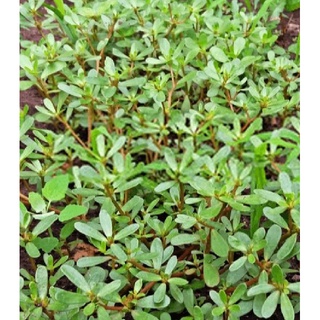 Hạt giống rau sam đất - Gói 2gram