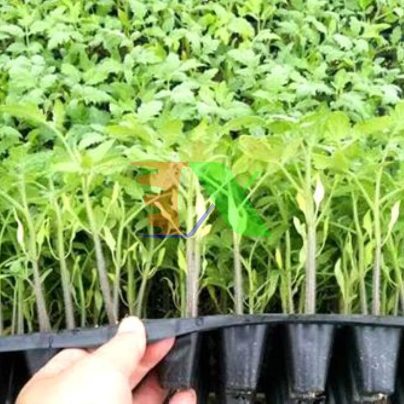 Bộ 5 Khay nhựa ươm cây, Vỉ ươm hạt giống, Khay nhựa PET ươm hạt rau hoa