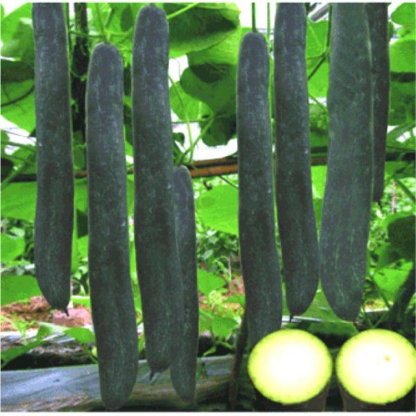 1KG Hạt giống bí đao xanh (bí sặt - bí xanh) cao sản