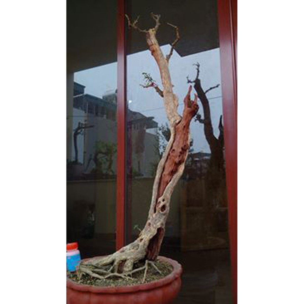 Thuốc bôi lũa bonsai bảo vệ tạo màu thẩm mỹ cho lũa