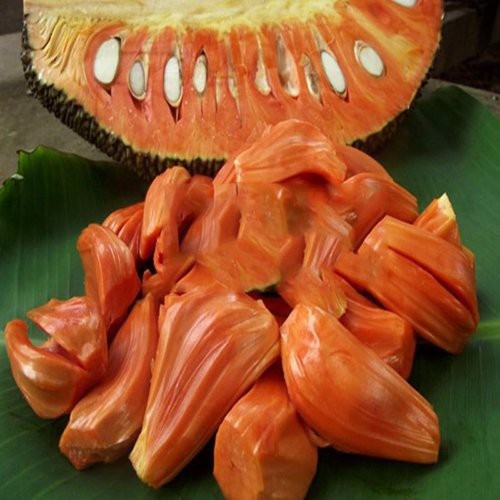 Cây giống Mít Thái Ruột Đỏ