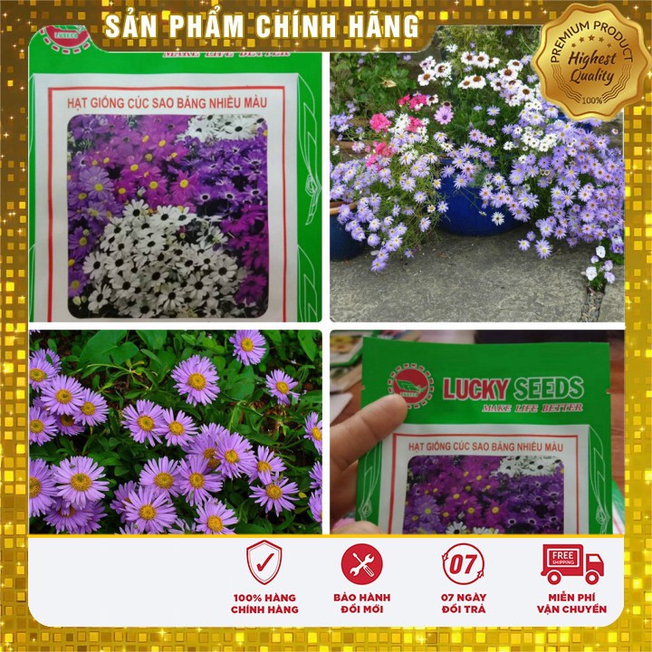 SET 5 gói hạt giống cúc sao băng nhiều màu Lì Xì 2 phân bón